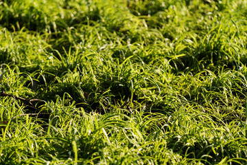 Close up photo of the green grass
