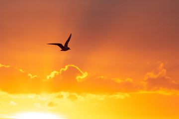Fototapeta na wymiar sunrise with flying bird