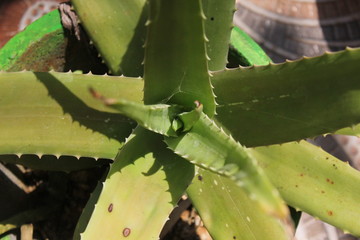 Top Pose Of Aloe Vera