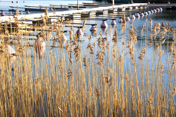 Dry reeds on the shore of harbour of Linlo island, Kirkkonummi, Finland