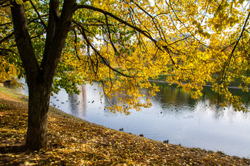 Colorful tree by the pond in autumn, Central Chertanovo, Moscow, Russia