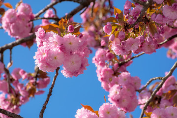 cherry blossom on the blue sky background. wonderful spring nature scenery