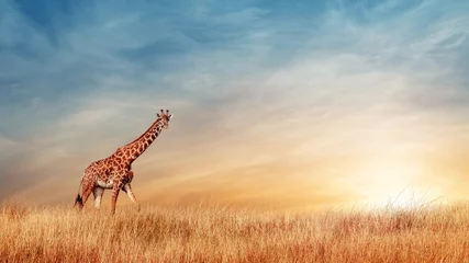 Fototapeten Geparden in der afrikanischen Savanne vor dem Hintergrund eines wunderschönen Sonnenuntergangs. Serengeti-Nationalpark. Tansania. Afrika. Platz kopieren. © delbars