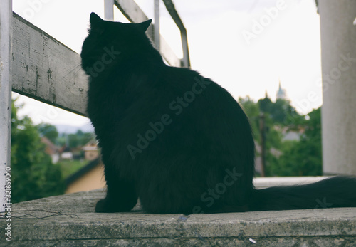 Portrait Of Thick Long Hair Black Chantilly Tiffany Cat Relaxing In The Garden Close Up Of Fat Tomcat Sitting On Stairs At Home Tom Cat Lying In Garden Alone Wall Mural