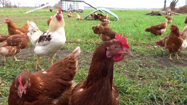 Eier von freilaufenden Hühnern, braune Legehennen auf einer Hühnerweide