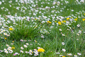 dandelion and daisies in the grass. green nature background. lawn care concept