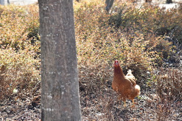 Freilaufendes, neugierig schauendes Huhn