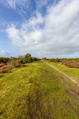 A scenic view of a grassy heartland with colorful bushes under a majestic blue sky and white clouds