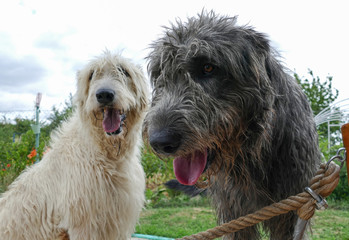 Portrait of beautiful grey Irish wolfhound dog posing in the garden. Close up of happy gray and black dog