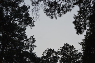Russian forest