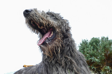 Portrait of beautiful grey Irish wolfhound dog posing in the garden. Close up of happy gray and black dog