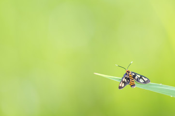 red dragonfly in flight