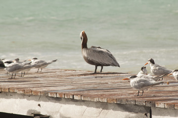 uccelli vari pellicani su un pontile in Messico