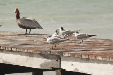 uccelli vari pellicani su un pontile in Messico