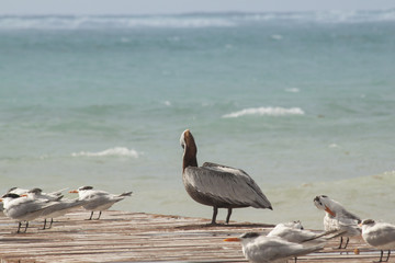 uccelli vari pellicani su un pontile in Messico