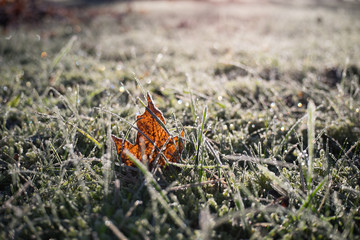 A close-up of a maple leaf in frozen grass