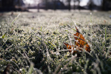 A maple leaf in frozen grass