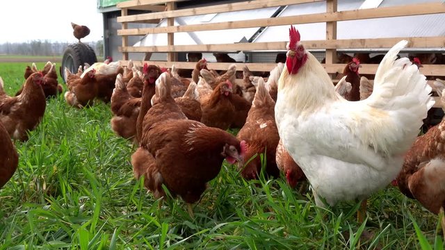 Bio-Landwirtschaft, freilaufende Legehennen auf einer Hühnerweide mit  einem Hühnermobil