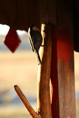 wooden handmade hanger with wooden figure of bird tit,handmade home decoration in scandinavian style