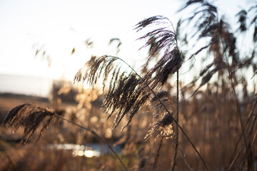 Obraz premium reeds on the Bank of a frozen pond at frosty sunny winter day