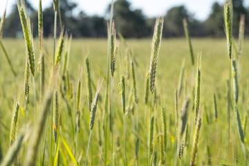 close-up of a sown cereal in the field, with its green spring ears
