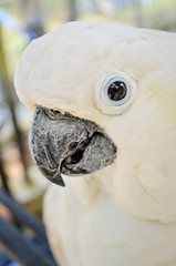 parrot on branch