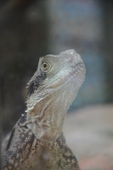 Australian native Jacky Dragon lizard, Amphibolurus muricatus