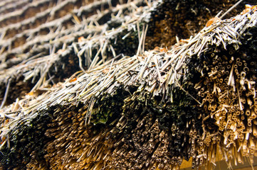 Thatched roof of an old rural house closeup shot. Background for natural ecological housing. Natural materials in construction