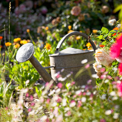 Arrosoir dans un jardin potager en été. © Thierry RYO