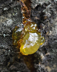 Detail photo of the yellow resin of the tree background