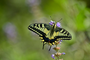butterfly on a flower in the garden