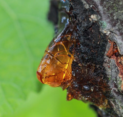 Solid amber a cracked resin on tree trunk with a green background.Macro shot.