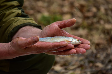 A fisherman on the shore holds a fish in his hands.