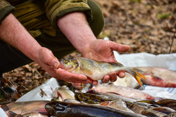 A fisherman on the shore holds a fish in his hands.