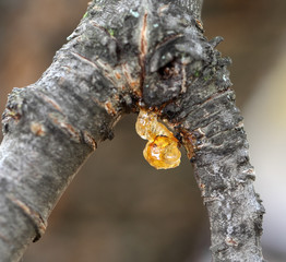 Amber from a cherry  branch