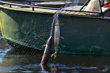 Fisherman picks up a net with fish from the water
