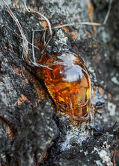 Tree natural transparent resin close up macro