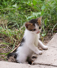 Little cat with raised body in the garden