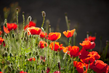 Coquelicots, fleur rouge dans les champs au printemps.