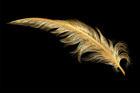 art, background, beautiful, beauty, bird, black, bright, calligraphy, color, colored, colorful, concept, creative feathers, decoration, draw, drawing, elegance, element, feather, fluffy, fly, gold, go