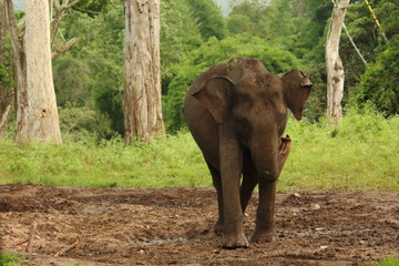 A wild Asiatic Elephant in India