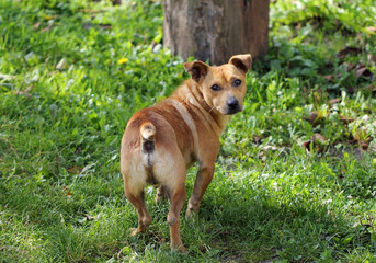 Dog looking back in the garden