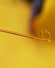 Circle shape resin on apricot tree with yellow background in orc