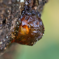 The close up of cherry resin with green background.