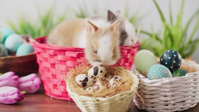 Cute Easter bunnies in basket with colorful eggs and tulips on wooden table. Easter holiday decorations, Easter concept background.