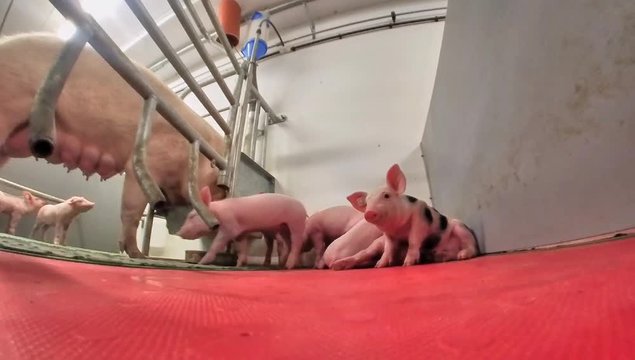 Landwirtschaft - Schweinehaltung, viel Platz in modernen Bewegungs-Abferkelbuchten