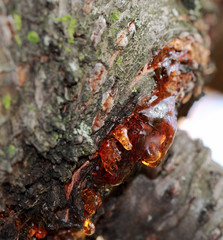 Resin with bubbles coming out of a cherry tree