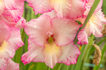 Pink gladiolus, raindrops on flower. Spring Garden with gladiolus.