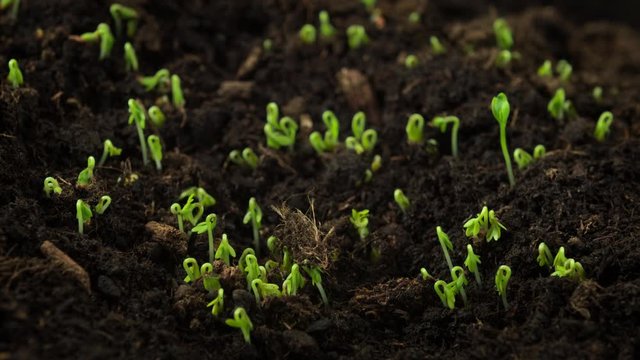 Plants growing from seeds in timelapse, sprouts germination newborn cress salad plant in greenhouse agriculture, close up rapid shot