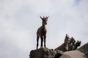 Obraz premium Little mountain goats standing on grey rocks